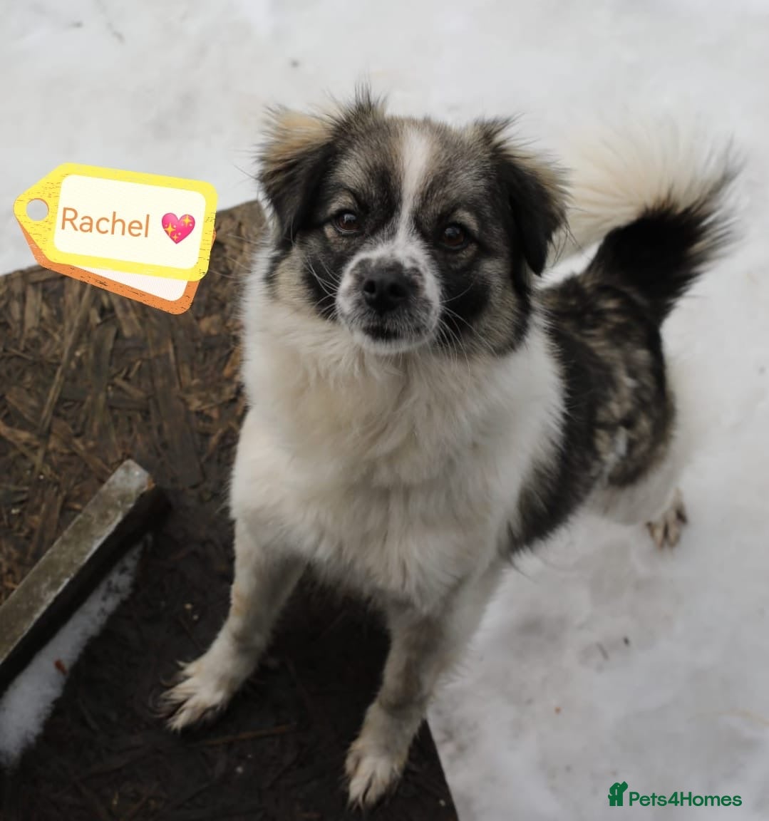 Mixed Breed dogs ❤️🐶 RACHEL – A LITTLE ANGEL - Advert 1