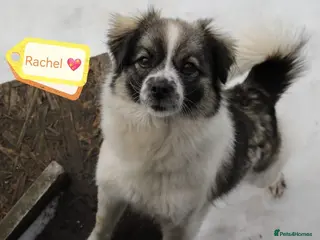 Mixed Breed dogs โค๏ธ๐ถ RACHEL โ A LITTLE ANGEL - Advert 6