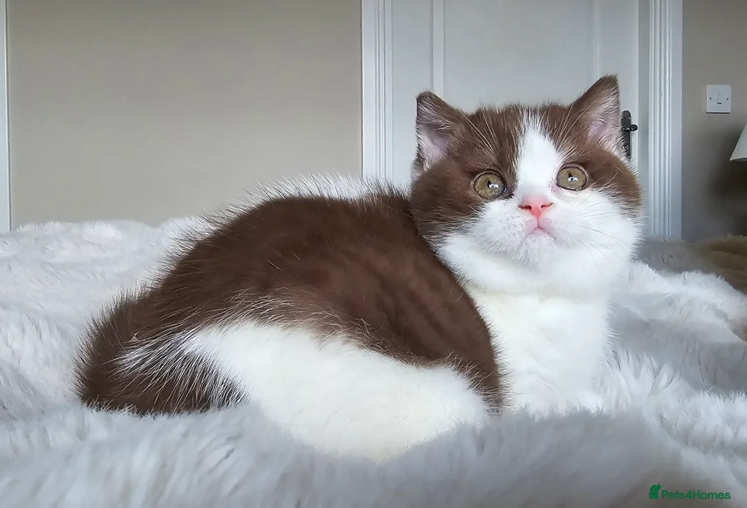 British Shorthair cats for sale: Stunning British Shorthair Kittens  - Advert 13