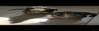 Dachshund 3