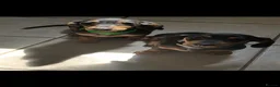 Dachshund dogs for sale: Home reared min Dachsund puppies - Advert 6