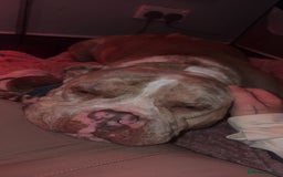 American Bulldog dogs for sale: Pocket bully’s  - Advert 1