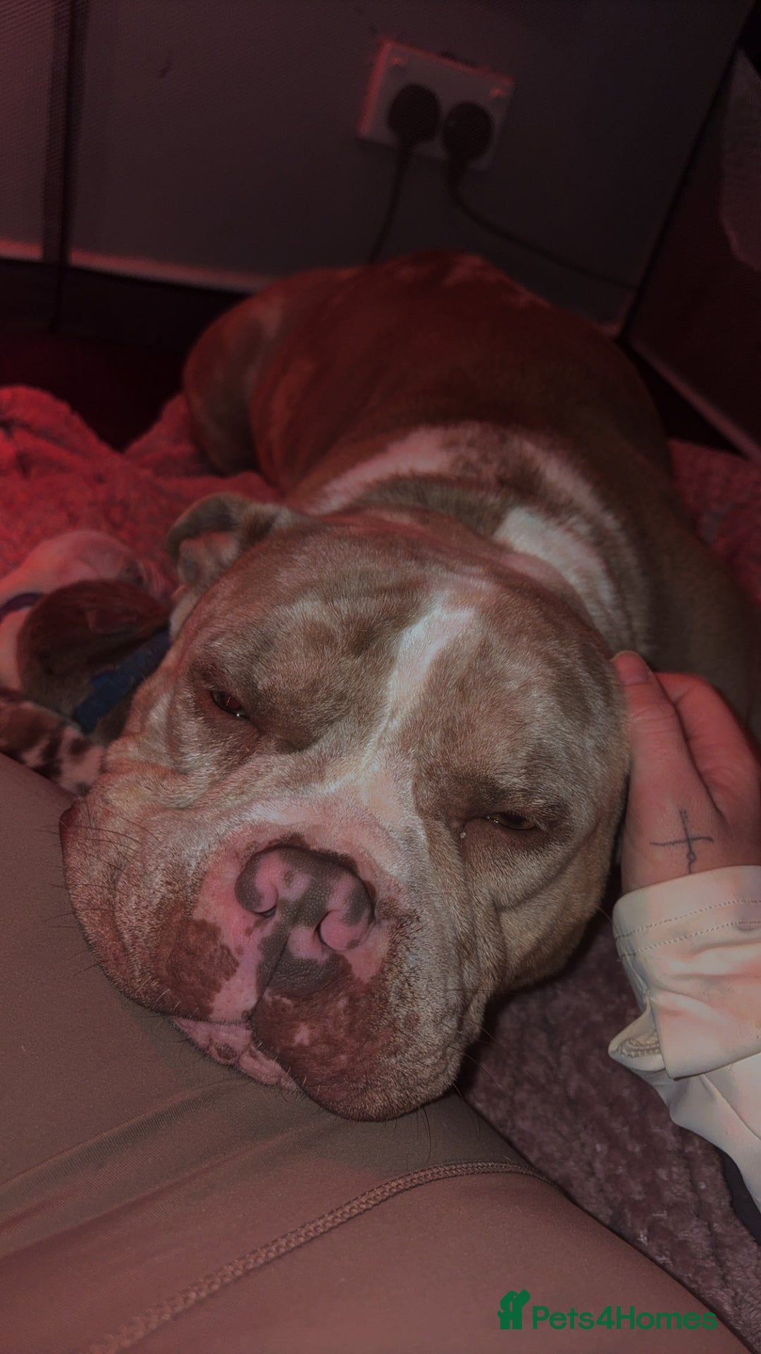 American Bulldog dogs for sale: Pocket bully’s  - Advert 1