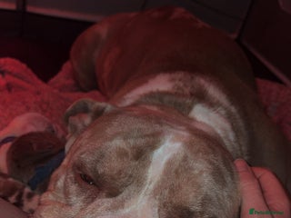 American Bulldog dogs Pocket bully’s - Advert 1