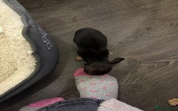 Chihuahua dogs for sale: Chihuahuas for sale  - Image 6
