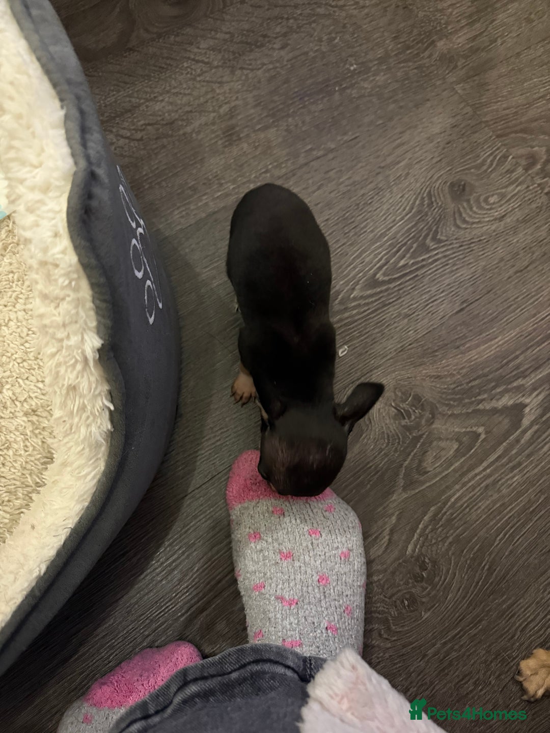 Chihuahua dogs for sale: Chihuahuas for sale  - Image 6