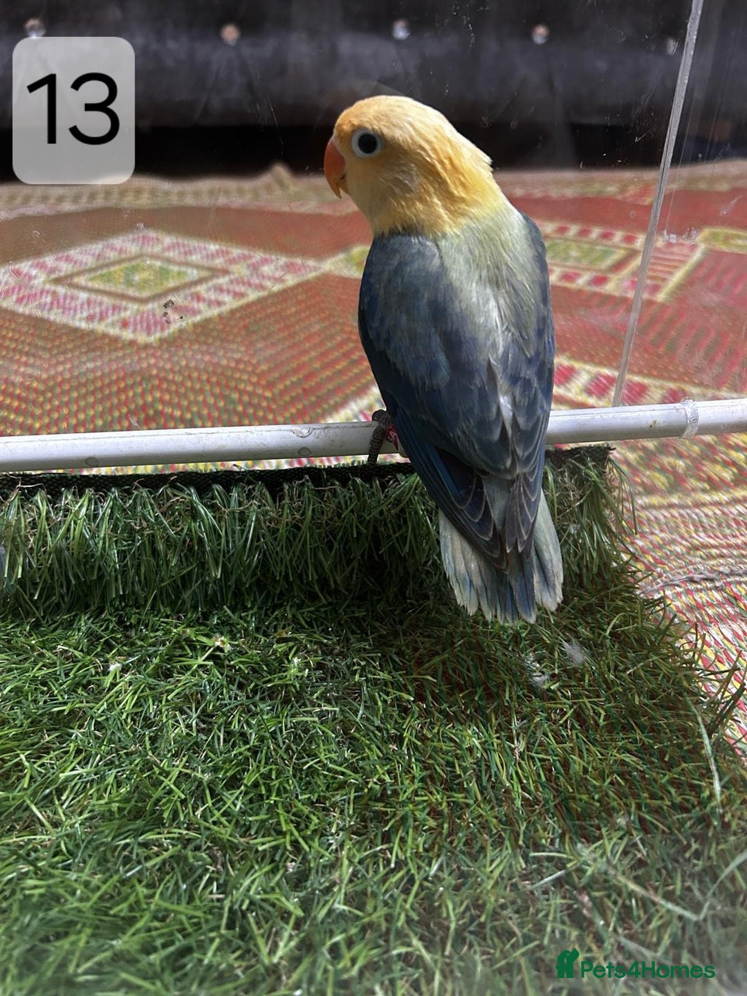 Lovebirds birds for sale: Beautiful Mutation fisher Lovebirds in Birmingham  - Advert 13