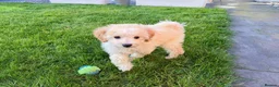 Cavapoo dogs for sale: Cavapoo Puppy for Rehoming - Advert 3