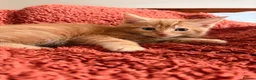 Mixed Breed cats for sale: Ginger Male  - Advert 3
