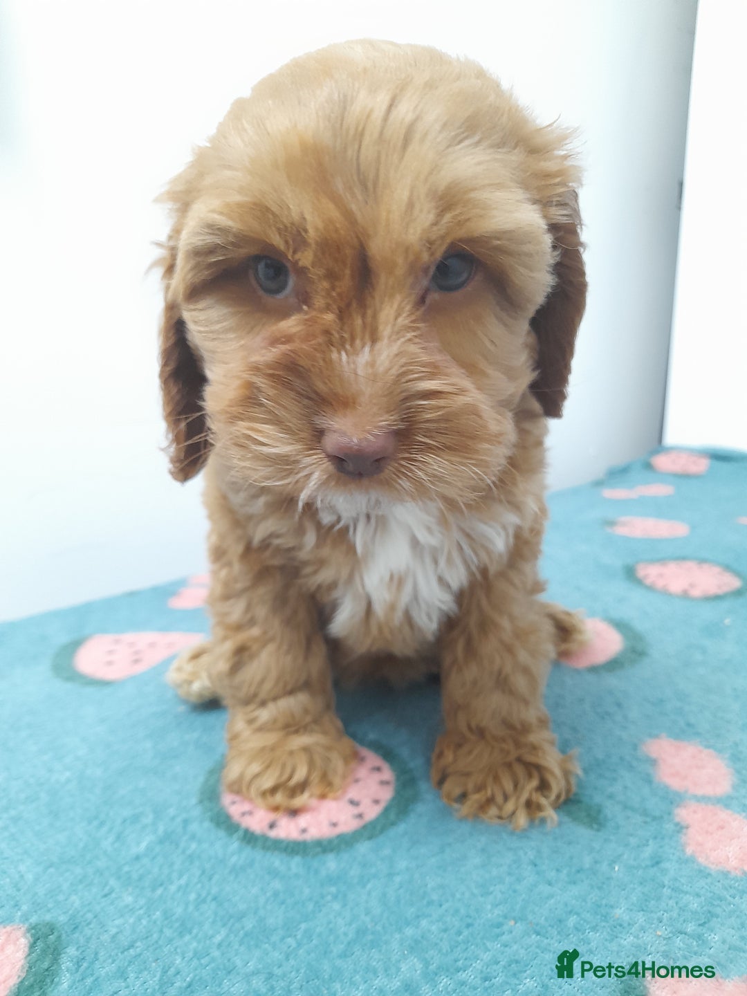 Cockapoo dogs for sale: Beautiful cockapoo puppies ready now - Advert 13