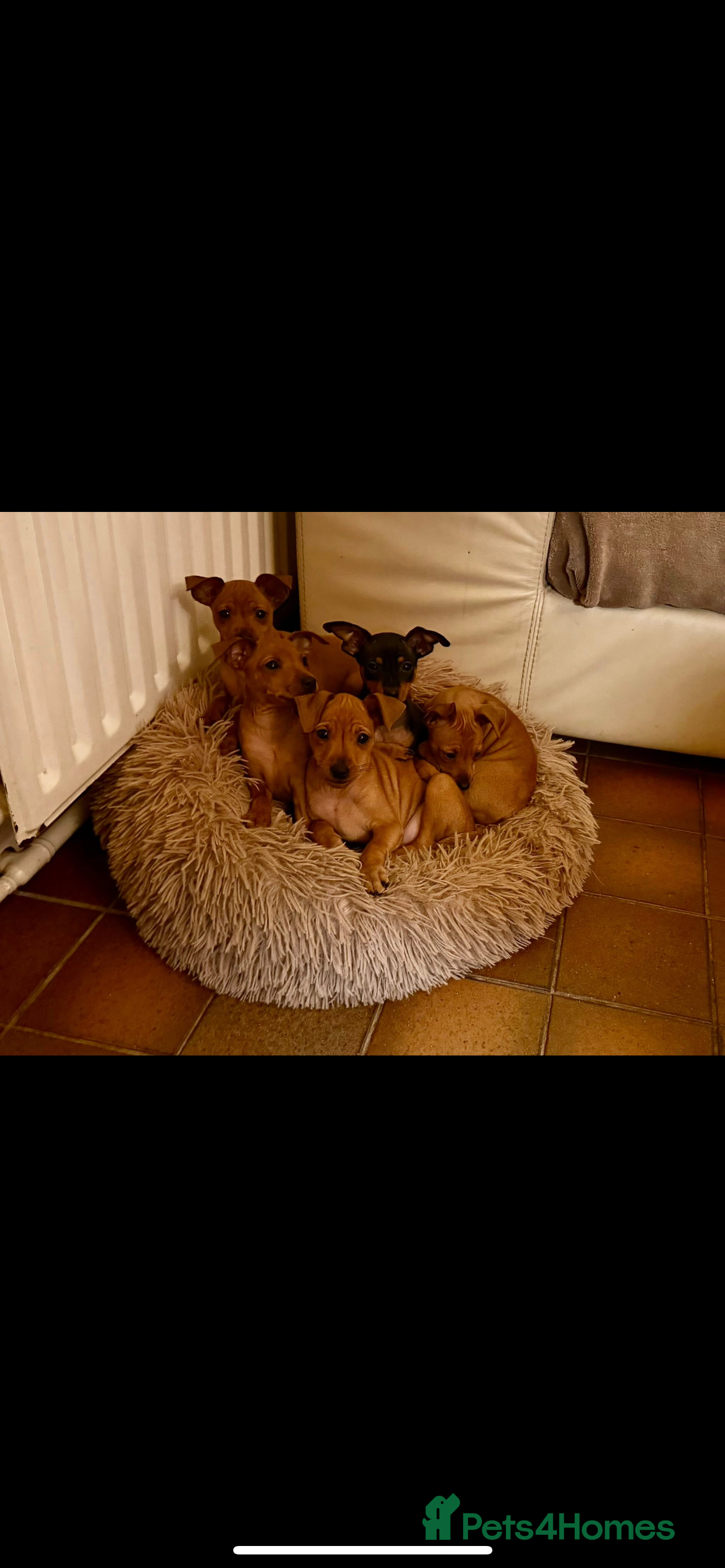 Miniature Pinscher dogs Stunning KC Miniature Pinscher puppies - Advert 1