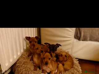 Miniature Pinscher dogs Stunning KC Miniature Pinscher puppies - Advert 1
