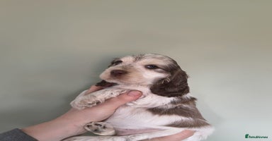 Cocker Spaniel dogs Show Type Cocker Spaniels Health Tested Parents  - Advert 4