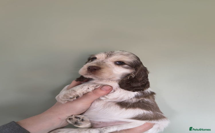 Cocker Spaniel dogs Show Type Cocker Spaniels Health Tested Parents  - Advert 9