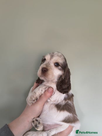 Cocker Spaniel dogs Show Type Cocker Spaniels Health Tested Parents - Advert 9