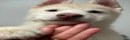 Siberian Husky dogs for sale: Siberian husky  in Dudley - Advert 4