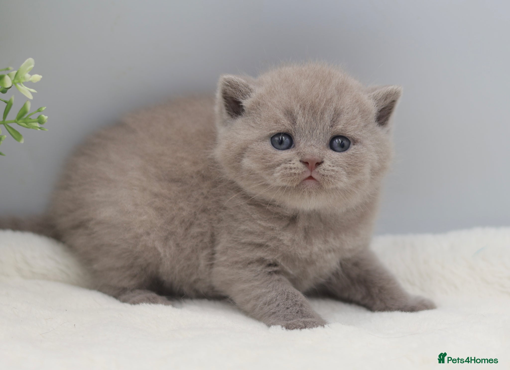 British Shorthair cats PEDIGREE REGISTERED CHUNKY BRITISH SHORTHAIRS - Advert 1