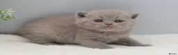 British Shorthair cats for sale: PEDIGREE REGISTERED CHUNKY BRITISH SHORTHAIRS - Advert 4