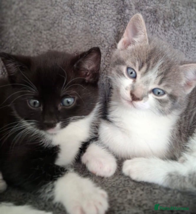 Mixed Breed cats Adorable little kittens - Advert 18