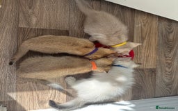 British Shorthair cats for sale: READY NOW BEAUTIFUL TICA BRITISH BSH/BLH KITTENS - Image 7