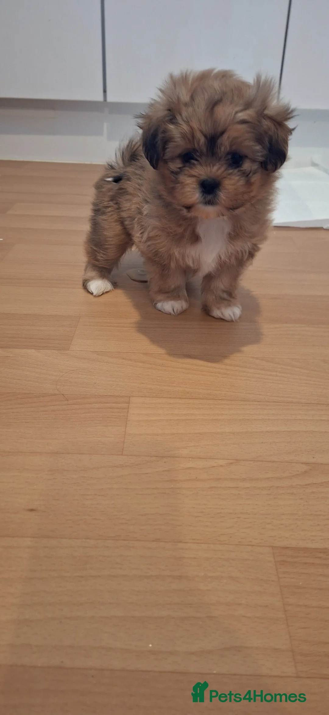 Shih Tzu dogs for sale: Stunning Shih Tzu puppies in Maidstone - Advert 8