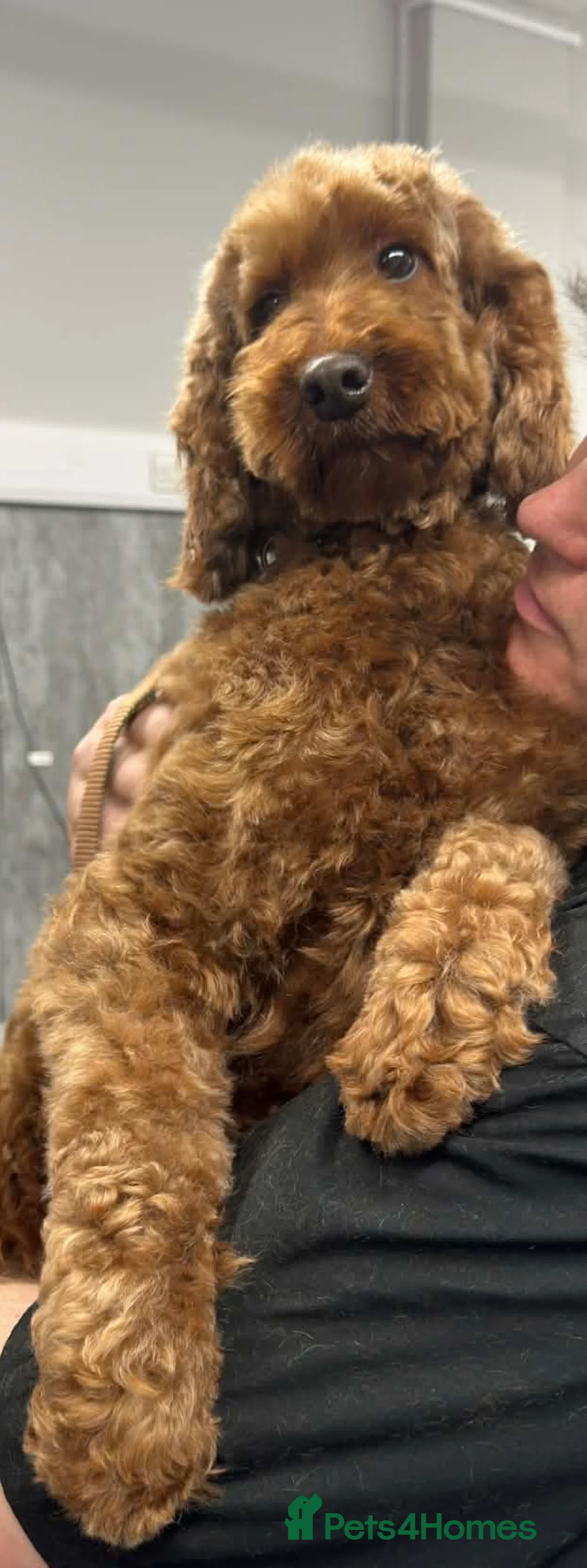 Irish Doodle dogs for sale: Irish doodle girl  - Advert 4