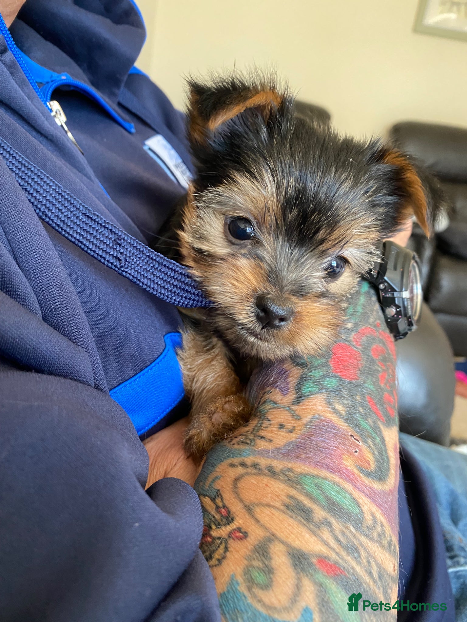 Yorkshire Terrier dogs Yorkshire Terrier Puppies  - Advert 1