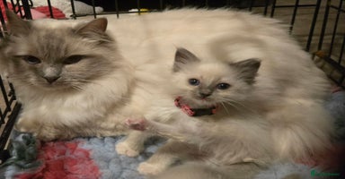 Ragdoll cats - Advert 5