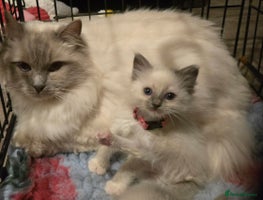 Ragdoll cats - Advert 3