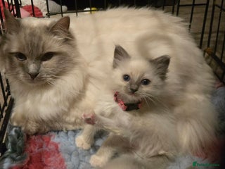 Ragdoll cats - Advert 3