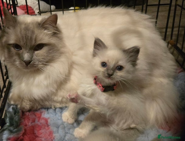 Ragdoll cats - Advert 9