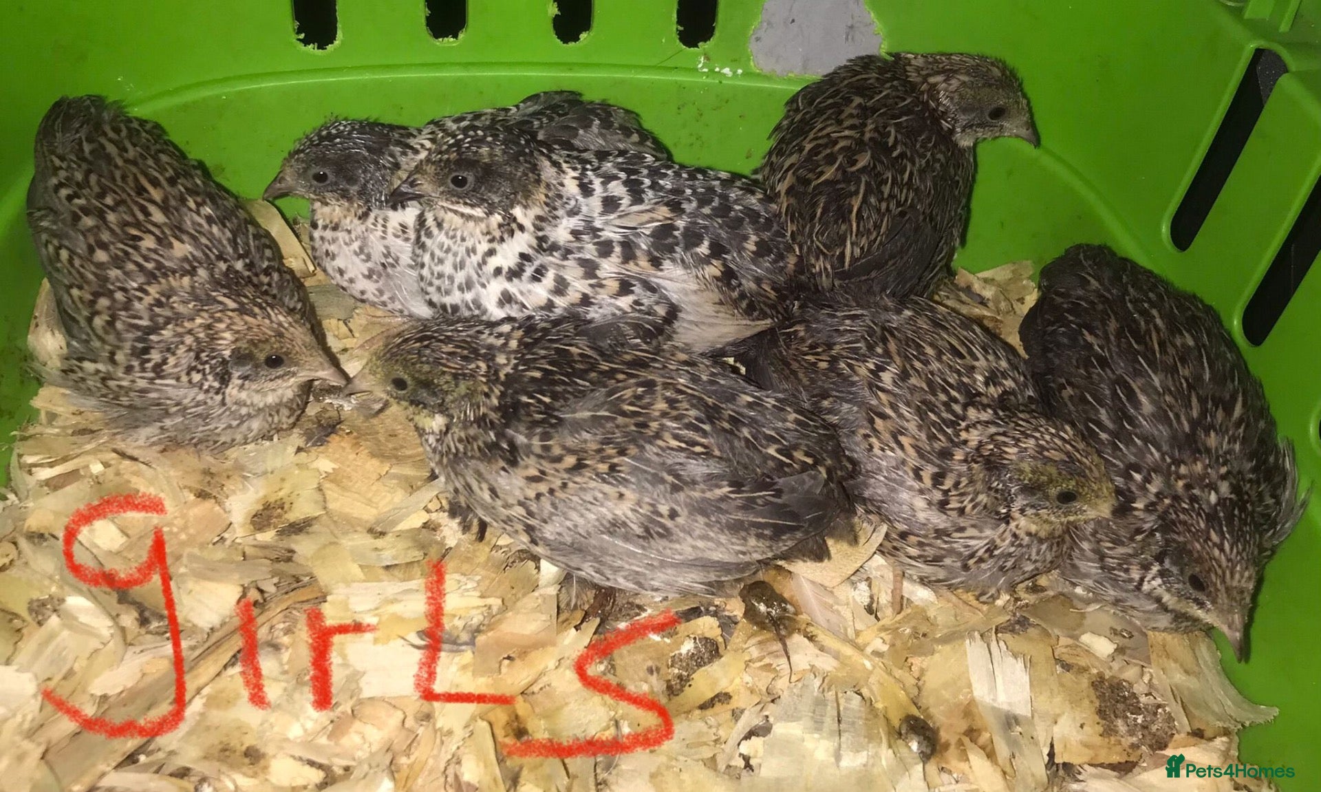 Quail poultry SEXED QUAILS/CHINESE PAINTED BUTTONS ! - Advert 6