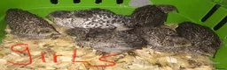 Quail poultry for sale: SEXED QUAILS/CHINESE PAINTED BUTTONS ! - Advert 2