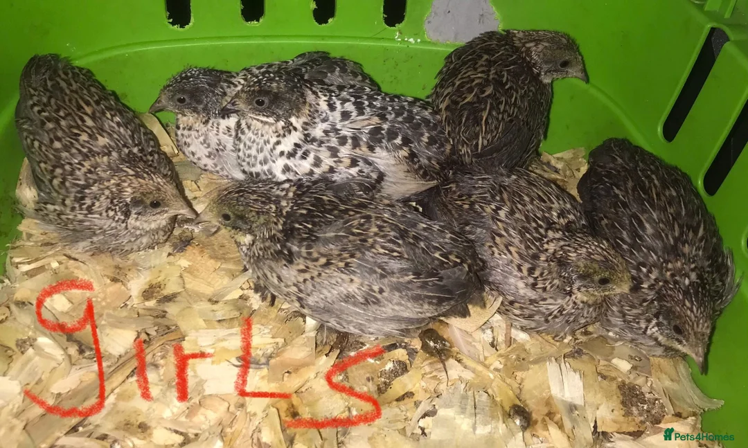 Quail poultry for sale: SEXED QUAILS/CHINESE PAINTED BUTTONS ! - Advert 2
