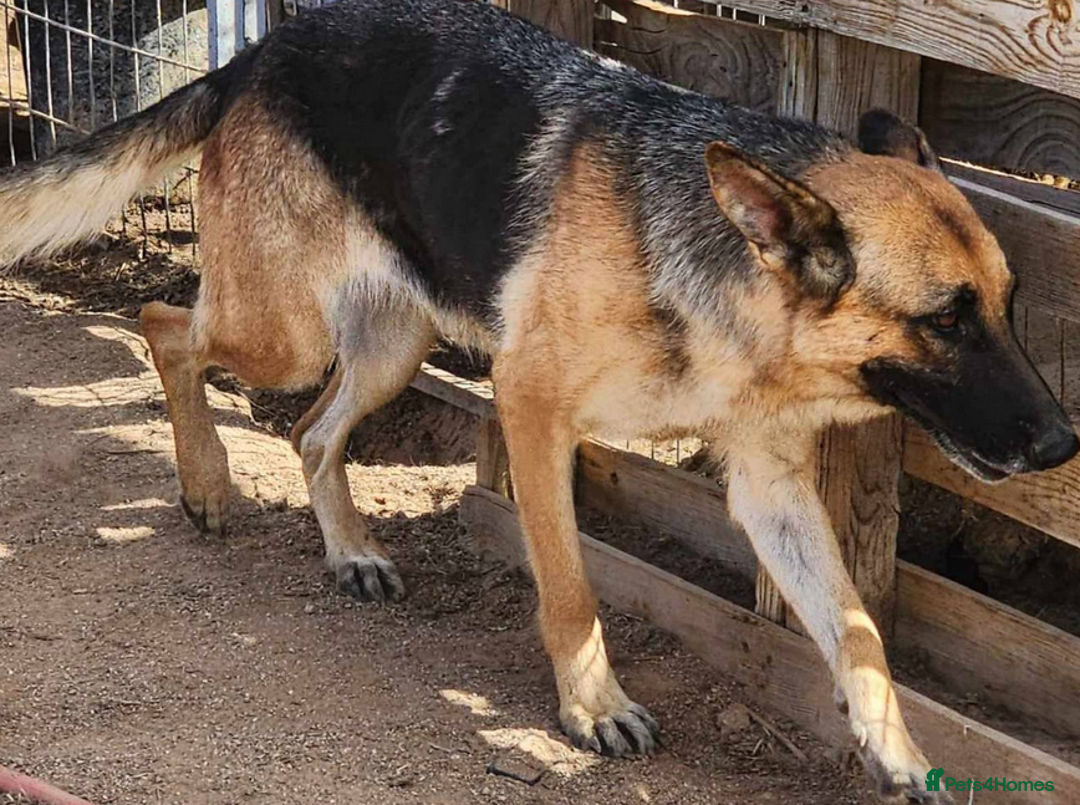 German Shepherd dogs for sale: Kc reg, health test parents german shepherds pups - Image 10