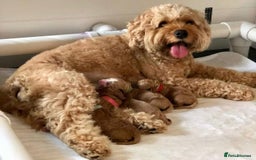 Cavapoo dogs for sale: Cavapoo puppies  - Image 5