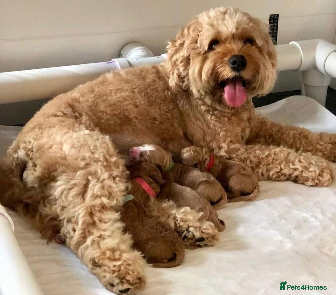 Cavapoo dogs for sale: Cavapoo puppies  - Image 5