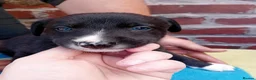 Mixed Breed dogs for sale: Lurcher pups (Collie x Whippet) - Advert 12