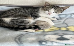 Mixed Breed cats for sale: Beautiful Kitten - Image 4