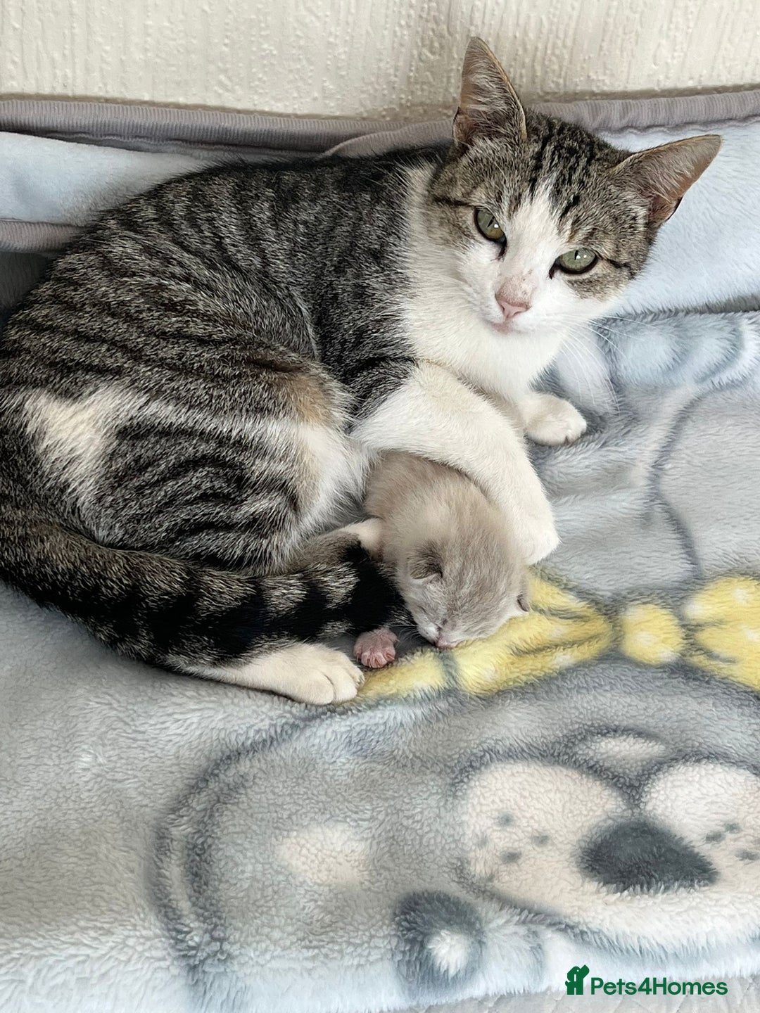 Mixed Breed cats for sale: Beautiful Kitten - Image 4