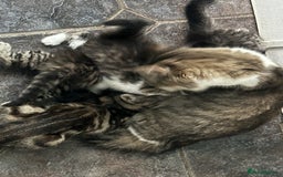 British Longhair cats for sale: Gorgeous Long Hair Tabby's - Ready 25/10/25 - Image 16