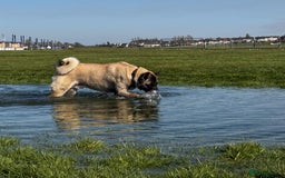 Akita dogs for stud: American akita proven stud  - Image 22