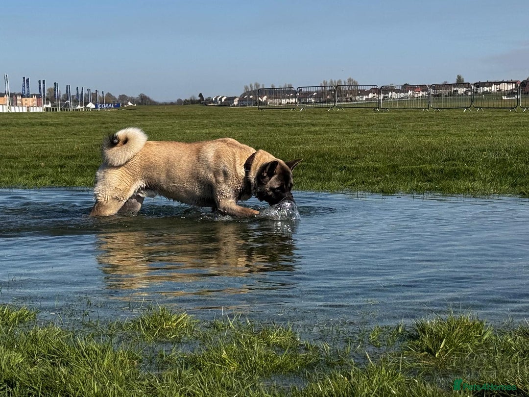 Akita dogs for stud: American akita proven stud  - Image 22