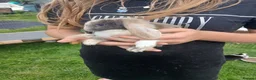 Mini Lop rabbits for sale: Mini lop boys - Advert 13
