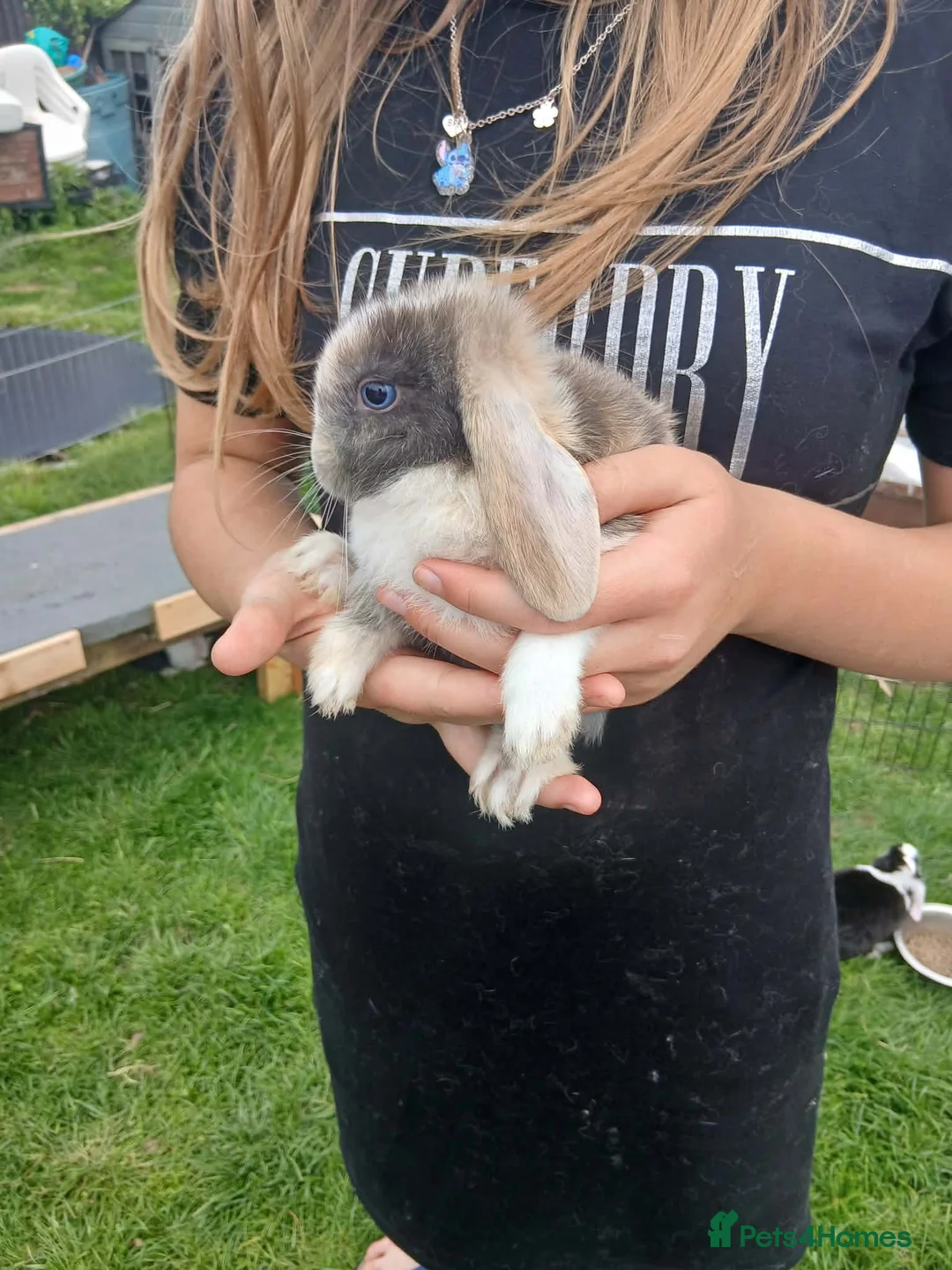 Mini Lop rabbits for sale: Mini lop boys - Advert 13
