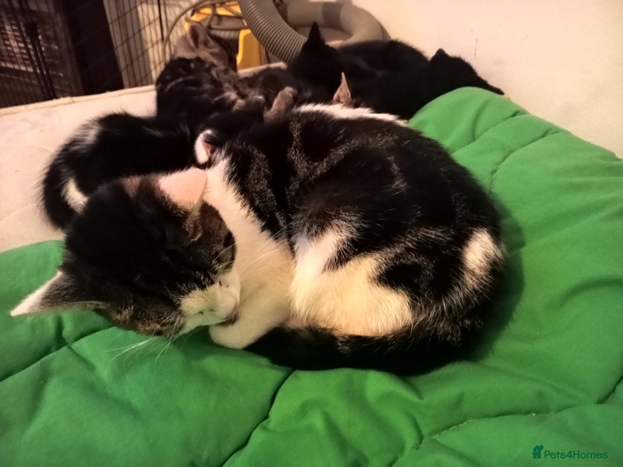 Mixed Breed cats Beautiful gems to add to a loving family  - Advert 1