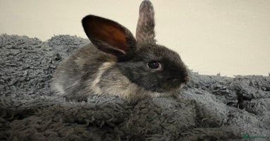 Mixed Breed rabbits - Advert 1