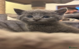 Russian Blue cats for sale: Blue Russian mix - Image 9