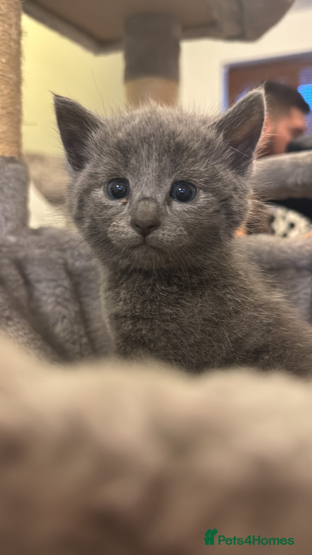 Russian Blue cats for sale: Blue Russian mix - Image 9
