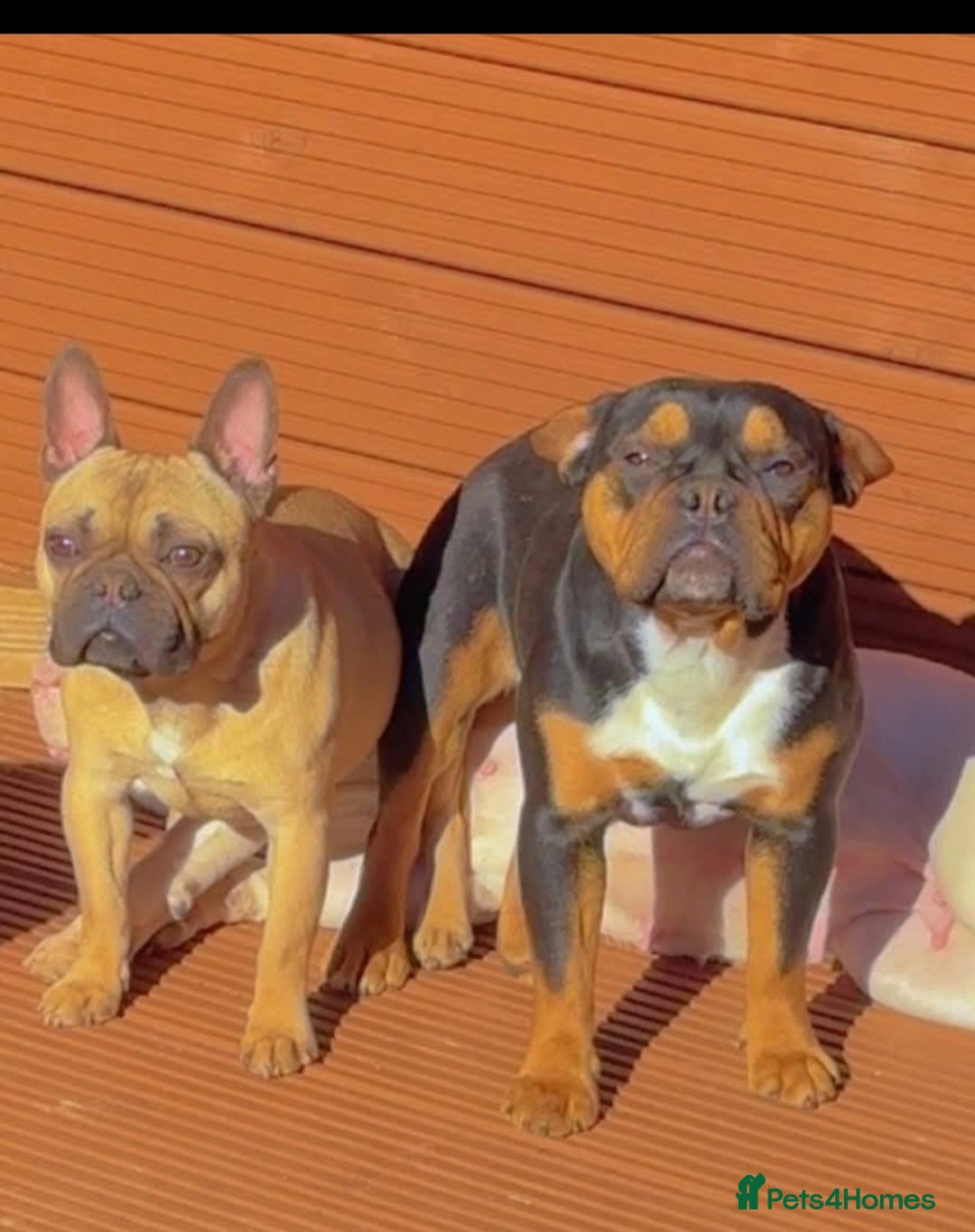 Mixed Breed dogs for sale: Beautiful Mini - Bull pups for sale  - Image 11